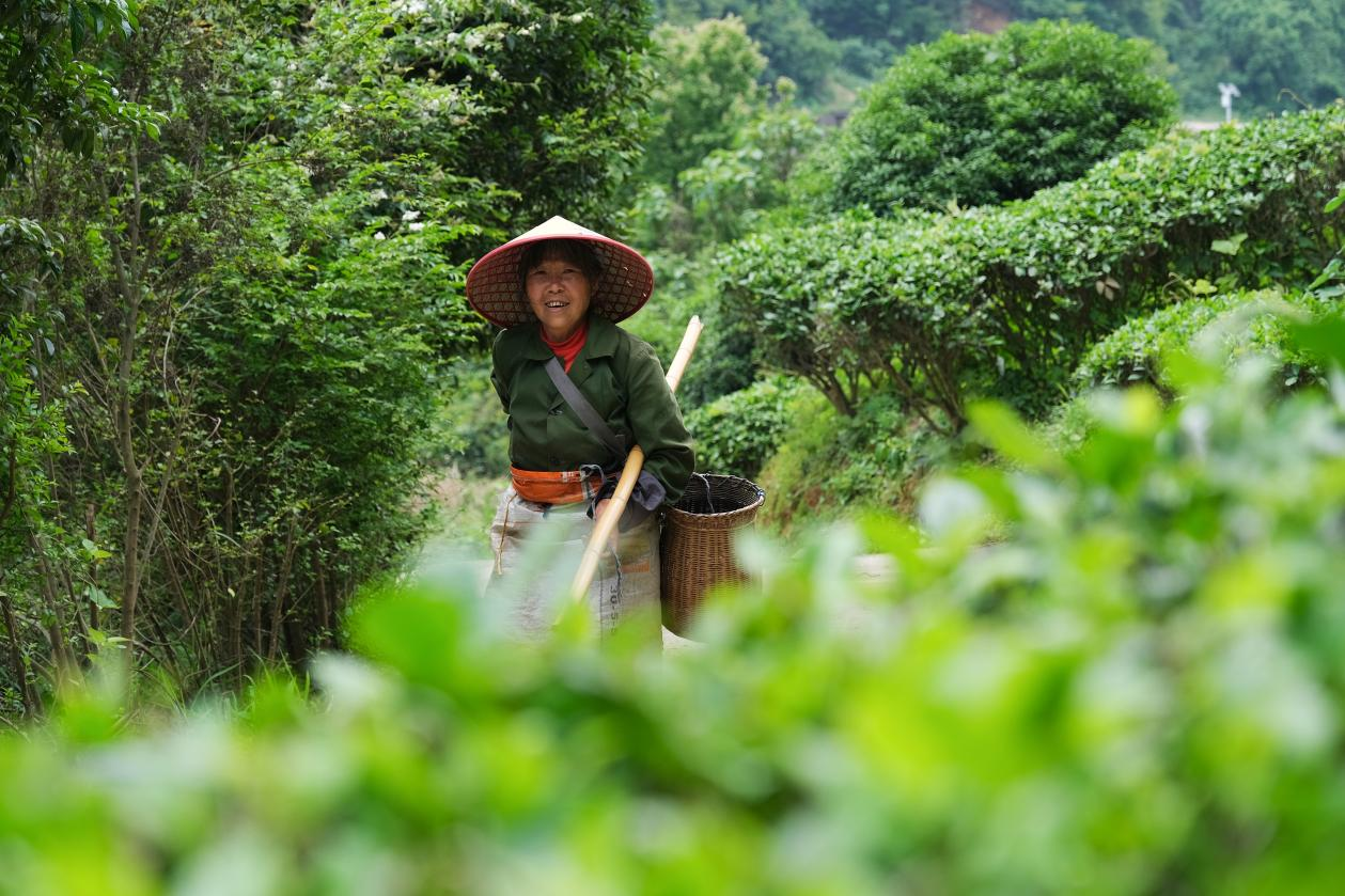 2024年4月24日，湖南省衡陽市耒陽市龍?zhí)伶?zhèn)江頭貢茶葉種植專業(yè)合作社，村民在茶山采摘茶葉，實現(xiàn)了家門口就業(yè)。